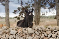 SEGONA ETAPA
